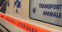 Stire din Eveniment : Băut bine la volan, un bărbat s-a răsturant cu ambulanța veterinară. Avea o alcoolemie enormă