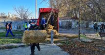 Stire din Social : Amenajări la Adăpostul pentru câinii fără stăpân. Autorităţile fac apel la cetăţeni