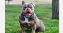 Stire din Eveniment : Bărbat anchetat după ce a tăiat urechile a zeci de câini din rasa American Bully