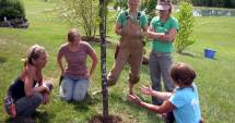 Stire din Social : Amplă campanie  de împădurire - "Plantează  în România"
