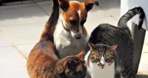 Stire din Social : Cresc pedepsele și amenzile pentru cruzimea împotriva animalelor