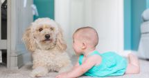 Stire din Sănătate : Nu lăsaţi animalele de companie să vă lingă copilul!