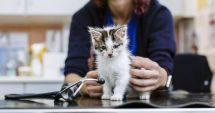 Stire din Social : Săracele animale! Au picat pe mâna unui fals medic veterinar