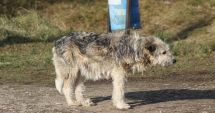 Stire din Actualitate : Persoanele care îşi abandonează animalele, identificaţi cu ajutorul dronelor. Iată ce amenzi riscă