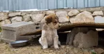 Stire din Eveniment : Bărbat de 33 de ani din Constanța, reținut pentru cruzime față de animale