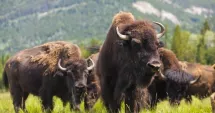Stire din Eveniment : Lagăr al morții la ferma de bizoni. Peste 200 de animale găsite moarte