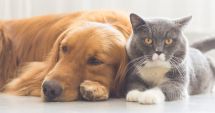 Stire din Social : Noaptea dintre ani, coşmarul animalelor de companie. Efectul pocnitorilor le poate fi letal