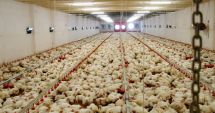 Stire din Economie : La finele anului trecut, efectivele de animale şi păsări înregistrate erau în scădere