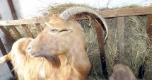 Stire din Social : Și animalele trebuie protejate de frig! Iată ce trebuie să faceți