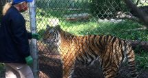 Stire din Actualitate : Animalele de la o grădină zoologică din SUA, vaccinate anti-Covid