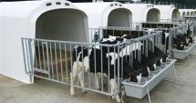 Stire din Economie : Animalele de fermă nu vor mai putea fi închise în cuști