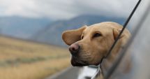 Stire din Sănătate : Animalele vă pot îmbolnăvi de leptospiroză