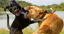 Stire din Eveniment : Animalele bătute sau implicate în lupte ilegale, duse în adăposturi