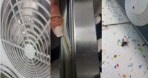Stire din Social : Mizerie și gândaci într-un cunoscut restaurant din Constanța! S-au aplicat amenzi uriașe
