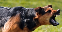 Stire din Eveniment : A omorât un câine cu târnăcopul,  apoi s-a lăudat cu fapta sa pe internet