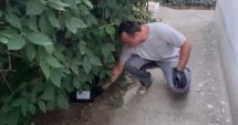 Stire din Social : Apel către constănțeni. Nu ridicați momelile amplasate împotriva rozătoarelor!