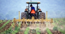 Stire din Social : APIA: Detalii despre fondurile pentru dezvoltarea rurală