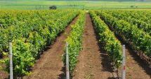 Stire din Economie : Producătorii din sectorul viniviticol pot primi bani dacă recoltează strugurii înainte de coacere