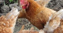 Stire din Economie : APIA eliberează adeverințe pentru beneficiarii Măsurii 14 „Bunăstarea animalelor”