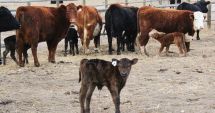 Stire din Economie : APIA face plățile aferente ajutorului de stat pentru ameliorarea raselor de animale
