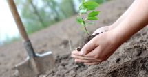 Stire din Economie : APIA primește cereri de plată pentru împădurire