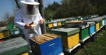 Stire din Economie : Apicultorii români solicită un ajutor financiar. ”Costurile de producţie au crescut cu 40%”