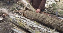 Stire din Eveniment : Dosar penal pentru un tânăr, după ce a tăiat ilegal mai mulți arbori dintr-o pădure din Lipnița
