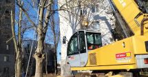 Stire din Social : Arborii din Constanța, toaletați și corectați de angajații de la Spații Verzi