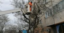 Stire din Eveniment : Arborii din Constanța, pregătiți de primăvară