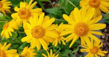 Stire din Sănătate : Consumată în forma sa pură, arnica este toxică şi vă afectează sănătatea