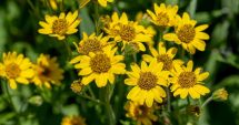Stire din Sănătate : Arnica poate contribui la accelerarea procesului de vindecare a vânătăilor