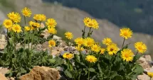 Stire din Sănătate : Arnica, remediul natural care vă ajută să calmați durerea și inflamația