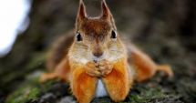 Stire din Actualitate : CAZ ȘOCANT! Un bărbat a murit după ce a mâncat creier de veveriță