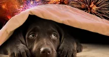 Stire din Social : Petardele pot ucide animalele de Revelion. Avertismentul specialiștilor și ce pot face stăpânii ca să le protejeze