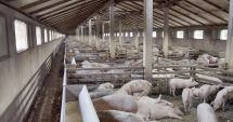 Stire din Economie : Producătorii de carne de porc, nemulţumiţi de diferenţele de preţ