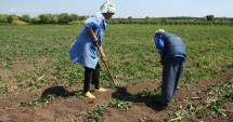 Stire din Economie : Atenție fermieri! Campanie de informare privind primirea cererilor unice de plată
