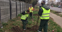 Stire din Social : Au început plantările de iarnă, în Constanța