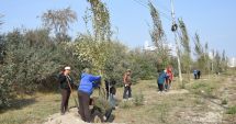 Stire din Social : Au început plantările de toamnă, la Constanța