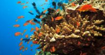 Australia oferă finanţare pentru a proteja Marea Barieră de Corali