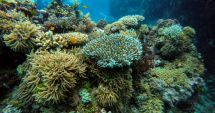 91% din Marea Barieră de Corali a suferit un episod de albire