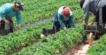 Stire din Economie : Autoritățile cunoșteau drama româncelor din Sicilia, dar nu au reacționat
