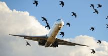 Stire din Actualitate : Avion Wizz Air care efectua o cursă Iaşi - Bologna s-a întors din zbor după ce a lovit o pasăre
