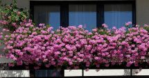 Stire din Social : Reguli stricte pentru viața la bloc. Atenție la florile din balcoane!