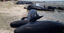 Stire din Actualitate : Circa 30 de balene-pilot au murit după ce au eşuat pe o plajă din Noua Zeelandă
