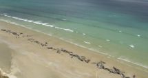 Stire din Actualitate : Aproape 150 de balene au eșuat pe o plajă din Noua Zeelandă. Jumătate dintre ele, eutanasiate