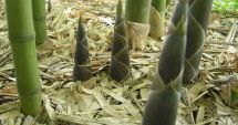 Stire din Sănătate : Mugurii de bambus au capacitatea de a preveni problemele digestive
