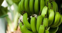 Stire din Sănătate : Bananele verzi, indicate în tratarea ulcerului și gastritei