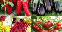 Stire din Economie : A fost înființată Banca de Resurse Genetice Vegetale