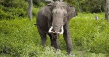 Un tribunal din Bangladesh interzice capturarea elefanţilor sălbatici