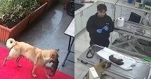 Stire din Actualitate : O cățelușă a străzii și-a dus puiul înghețat la o clinică veterinară. Imaginile au făcut înconjurul internetului